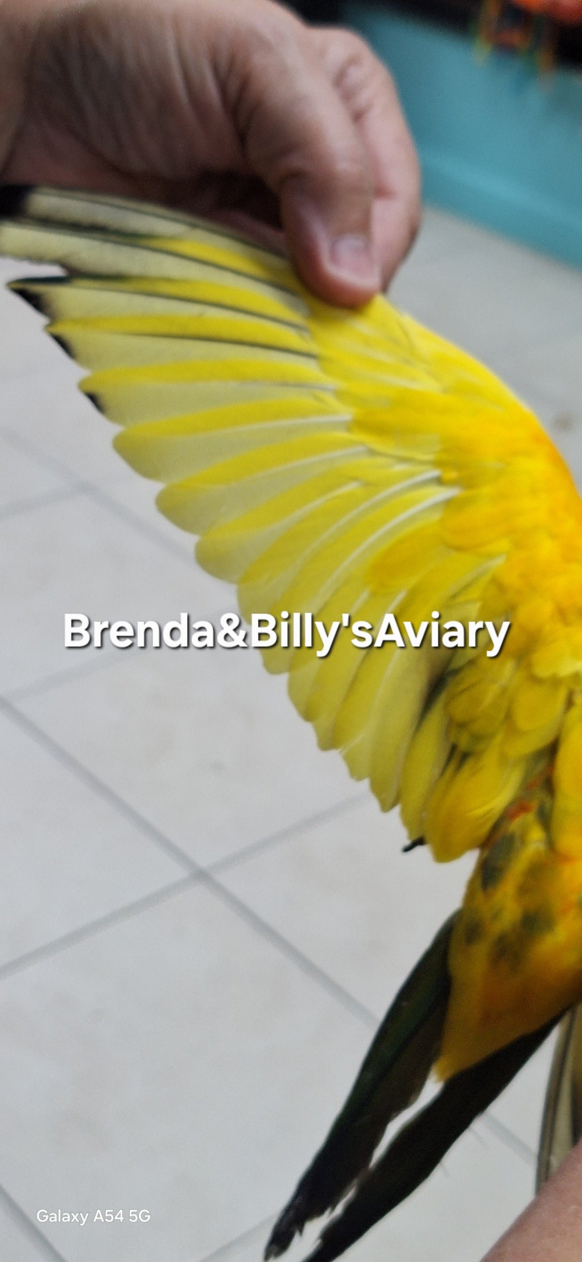 Conure Sun all high yellow