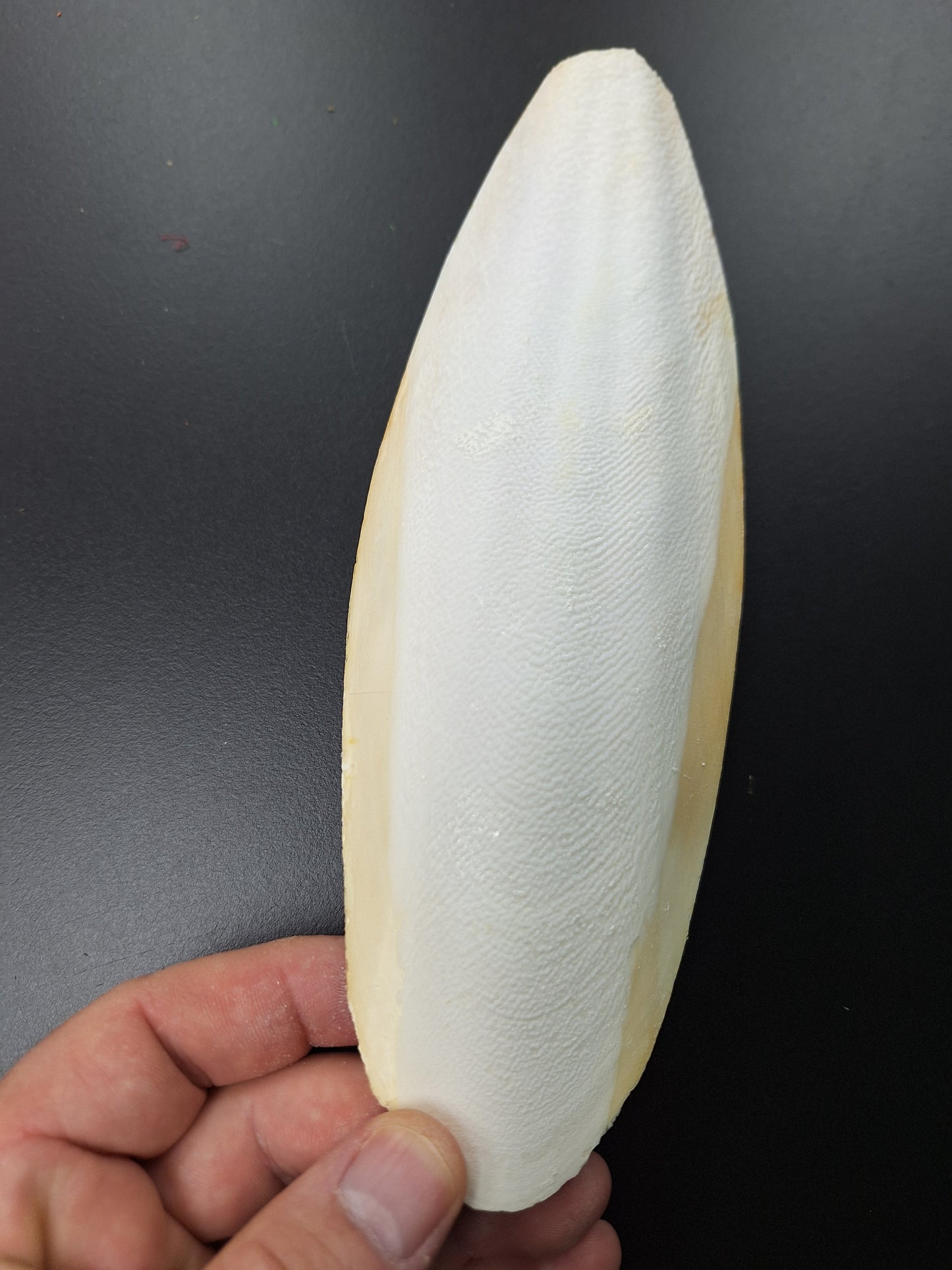 CUTTLEBONE