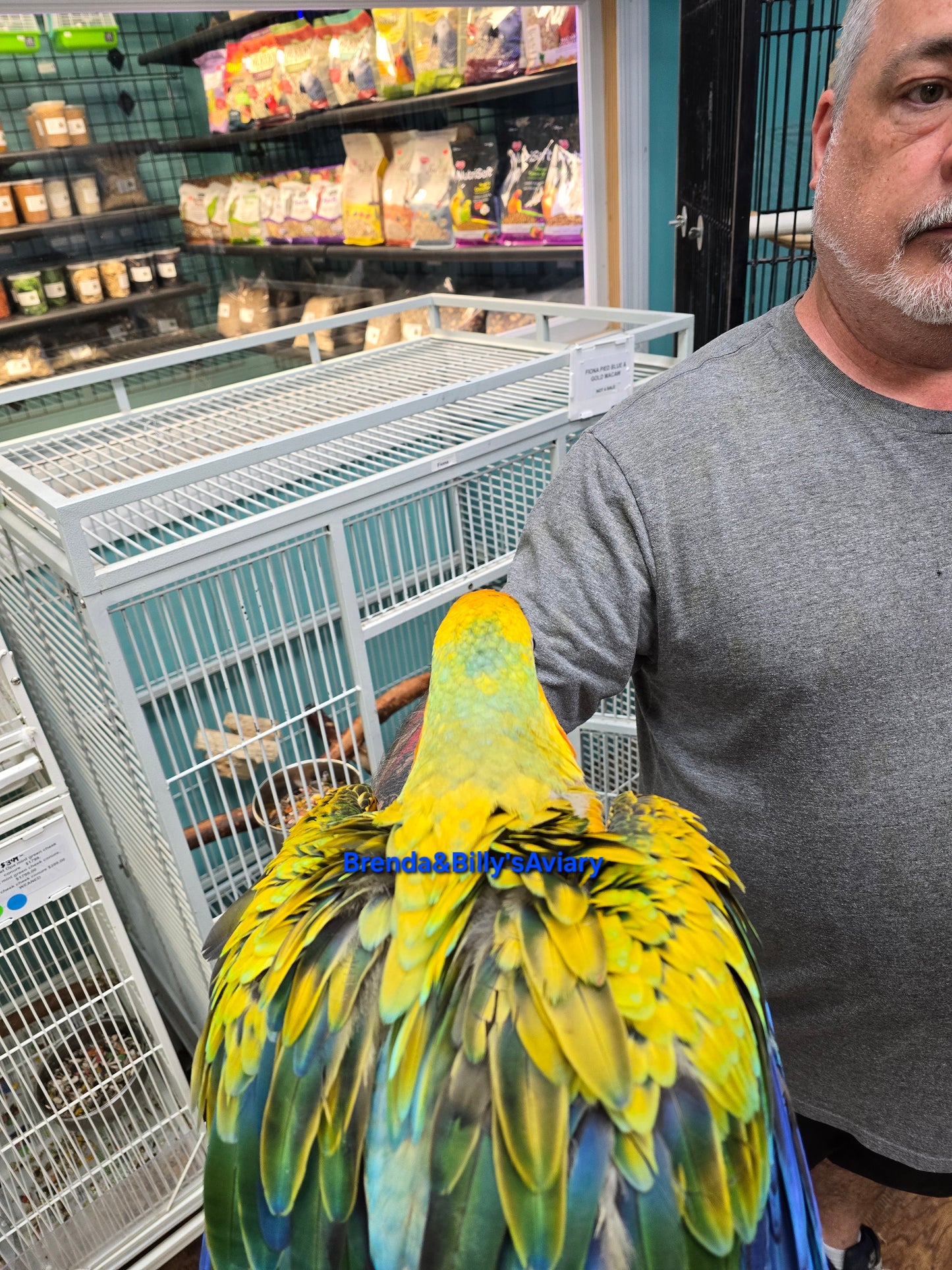 Macaw Camelot High Yellow