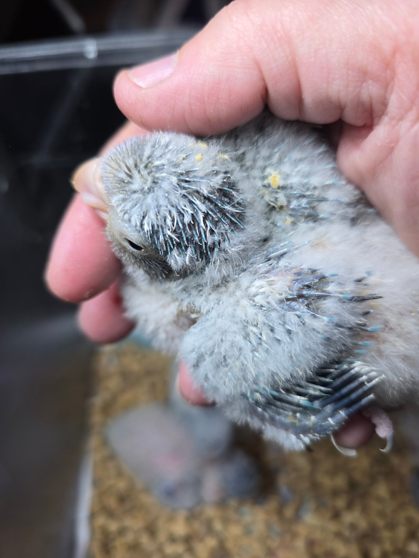 Quaker aka Monk Parakeet Grey Opaline