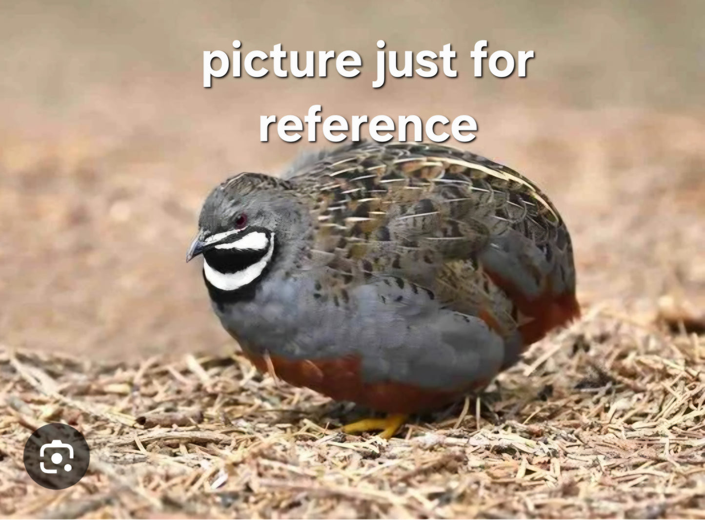 Button Quail