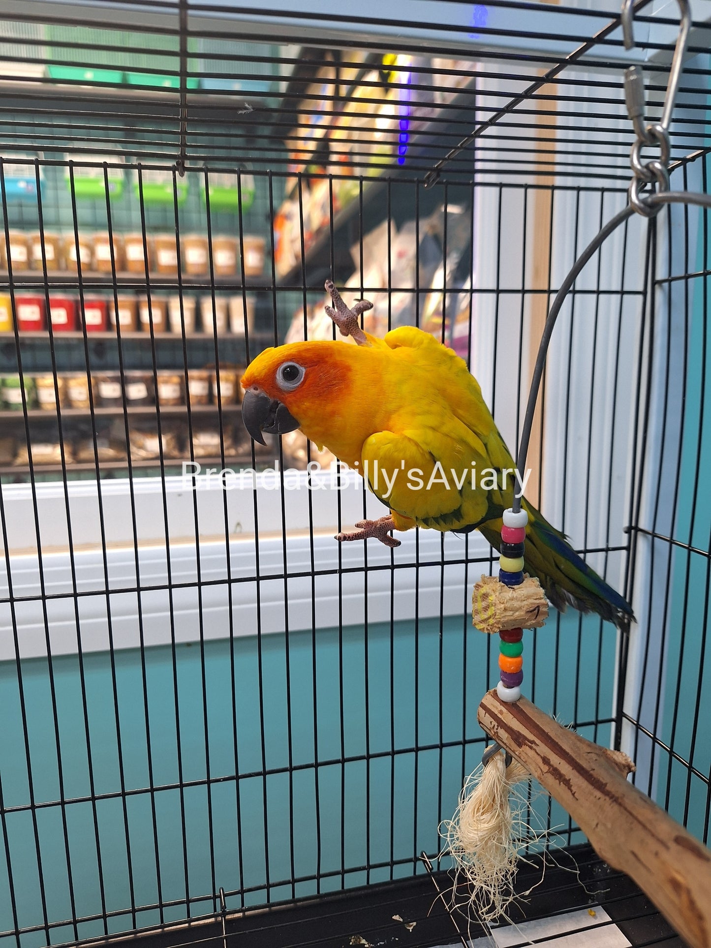 Conure Sun high yellow