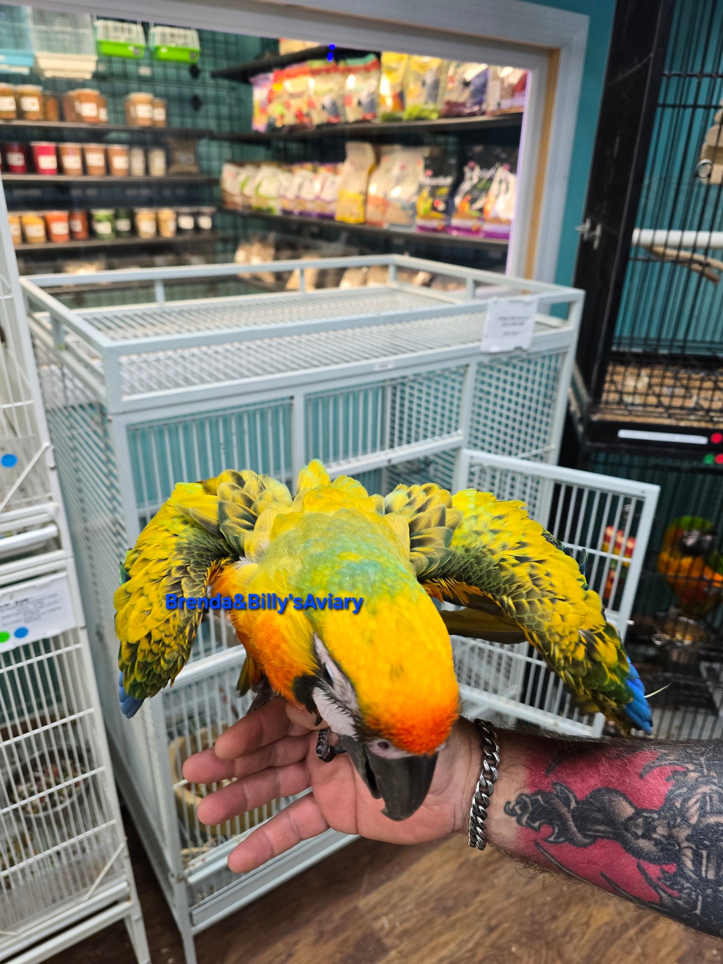 Macaw Camelot High Yellow