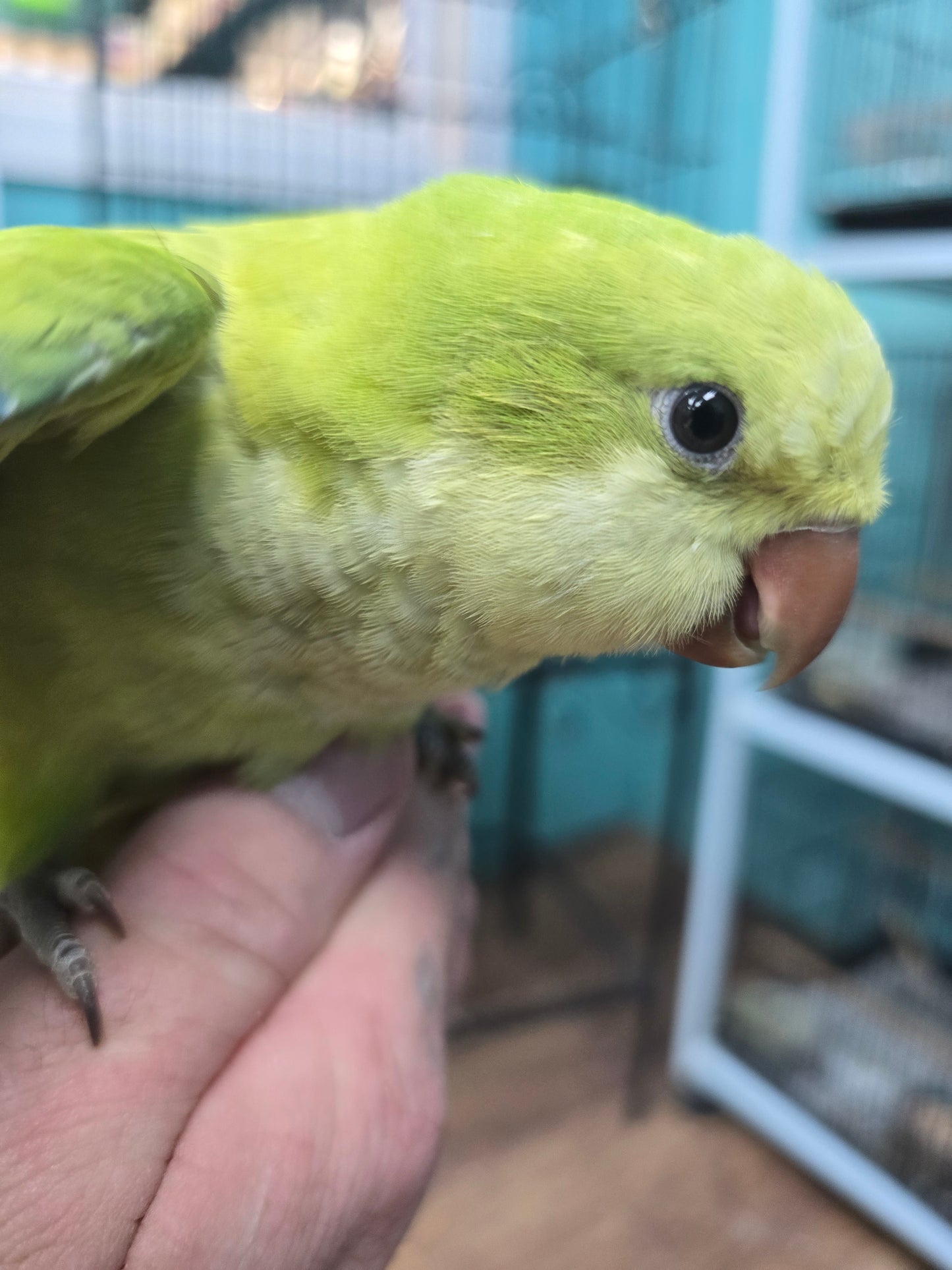 Quaker Parrot aka Monk Parakeet -Green Opaline
