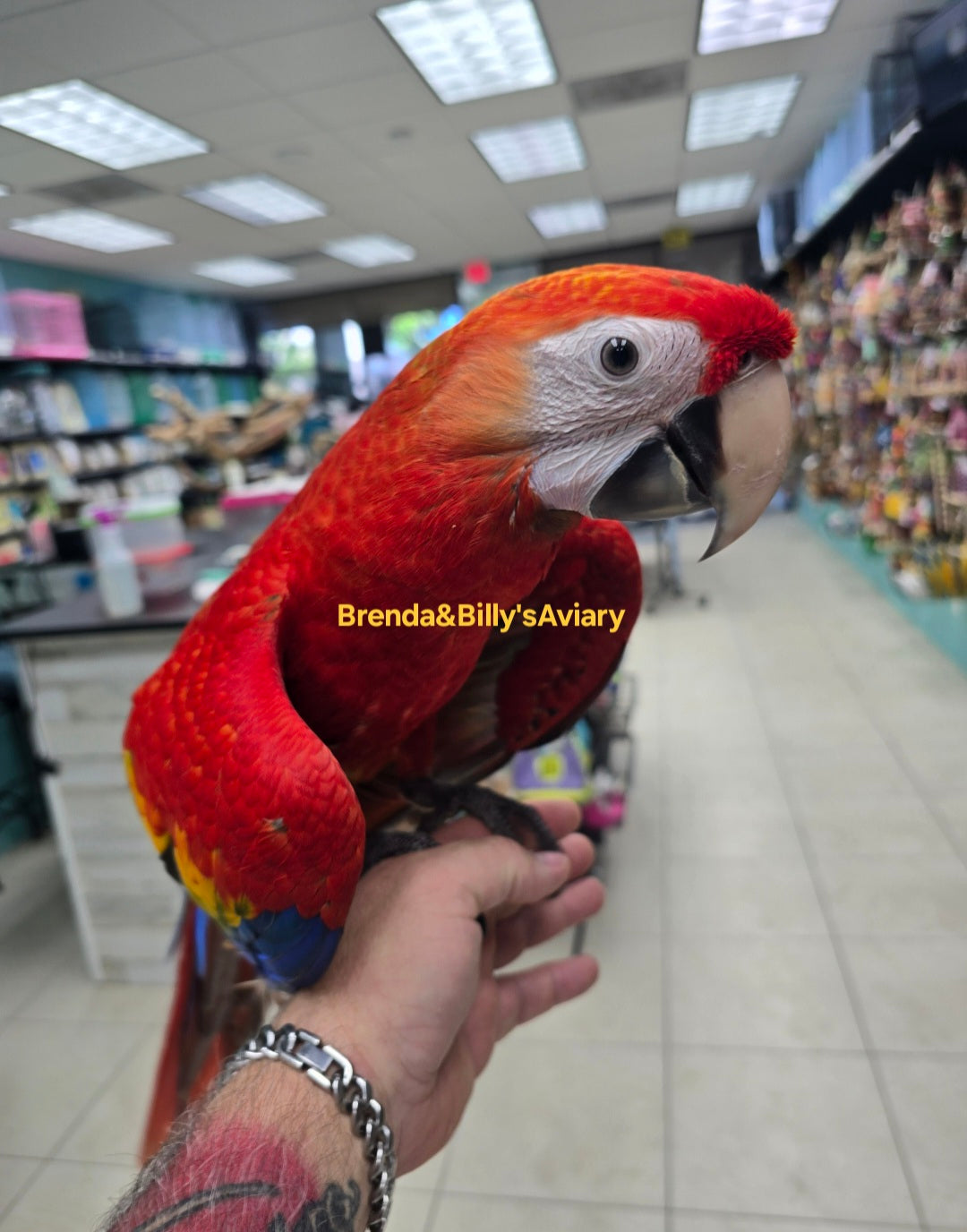 Macaw - Scarlet