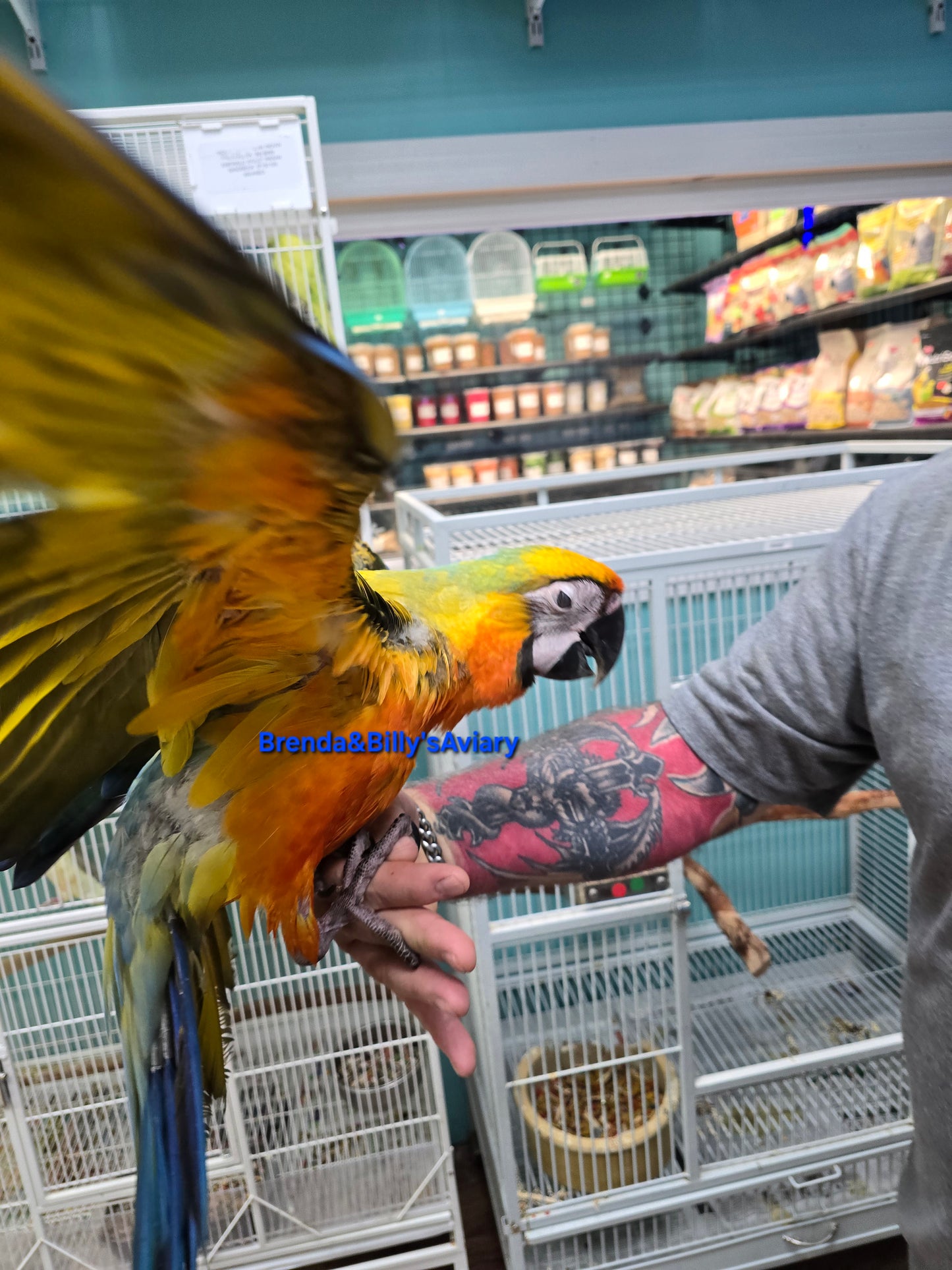 Macaw Camelot High Yellow