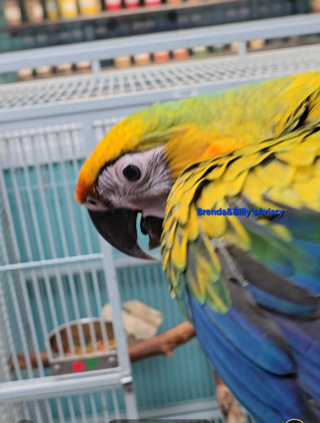 Macaw Camelot High Yellow