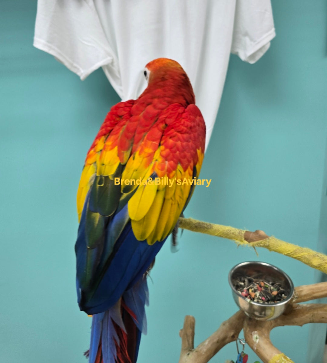 Macaw - Scarlet