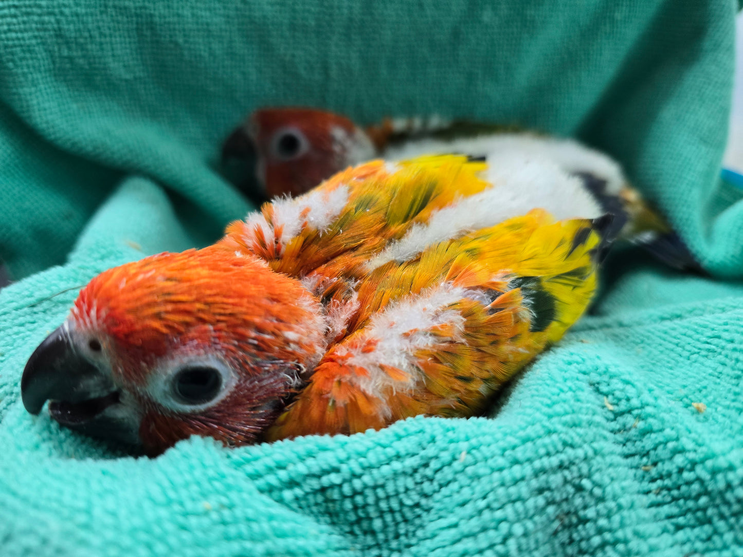 Conure Sun -red factor