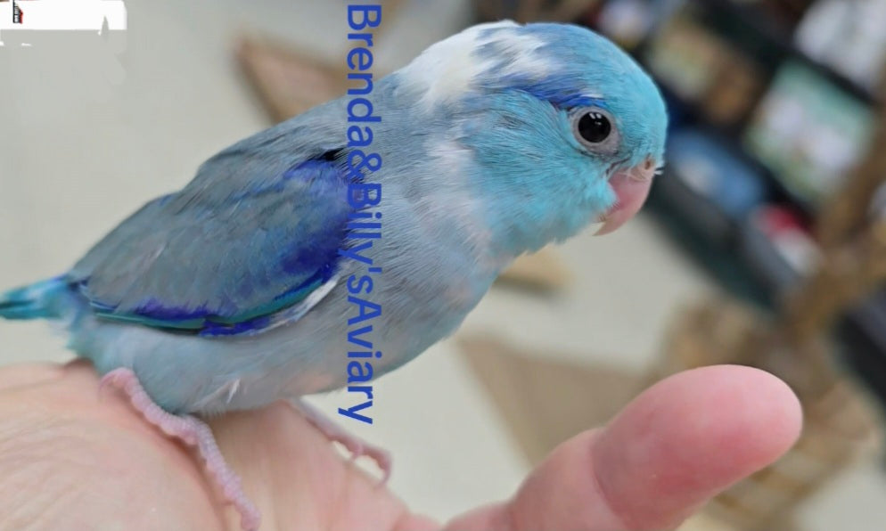 Parrotlets