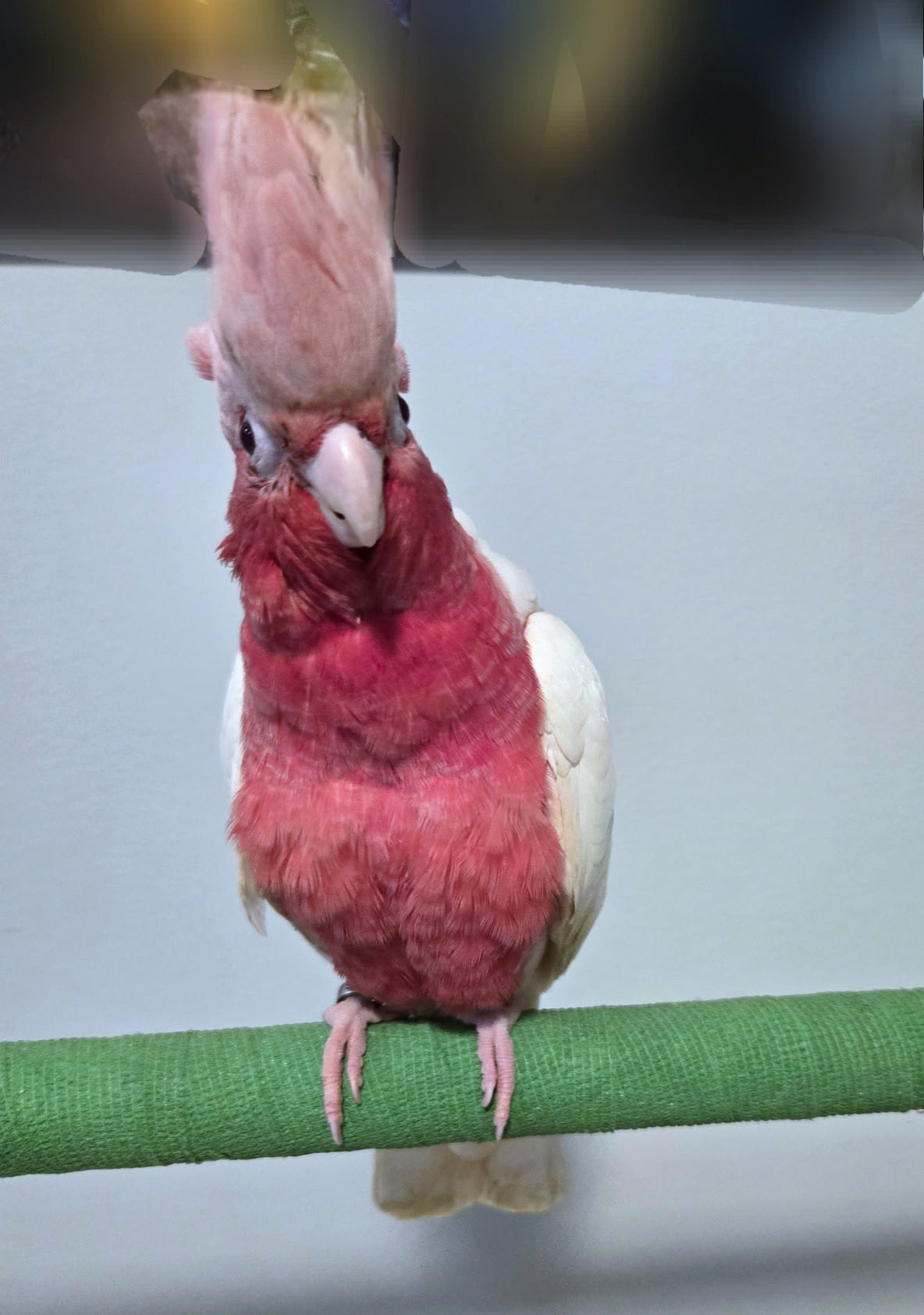 COCKATOO LUTINO ROSE BREASTED