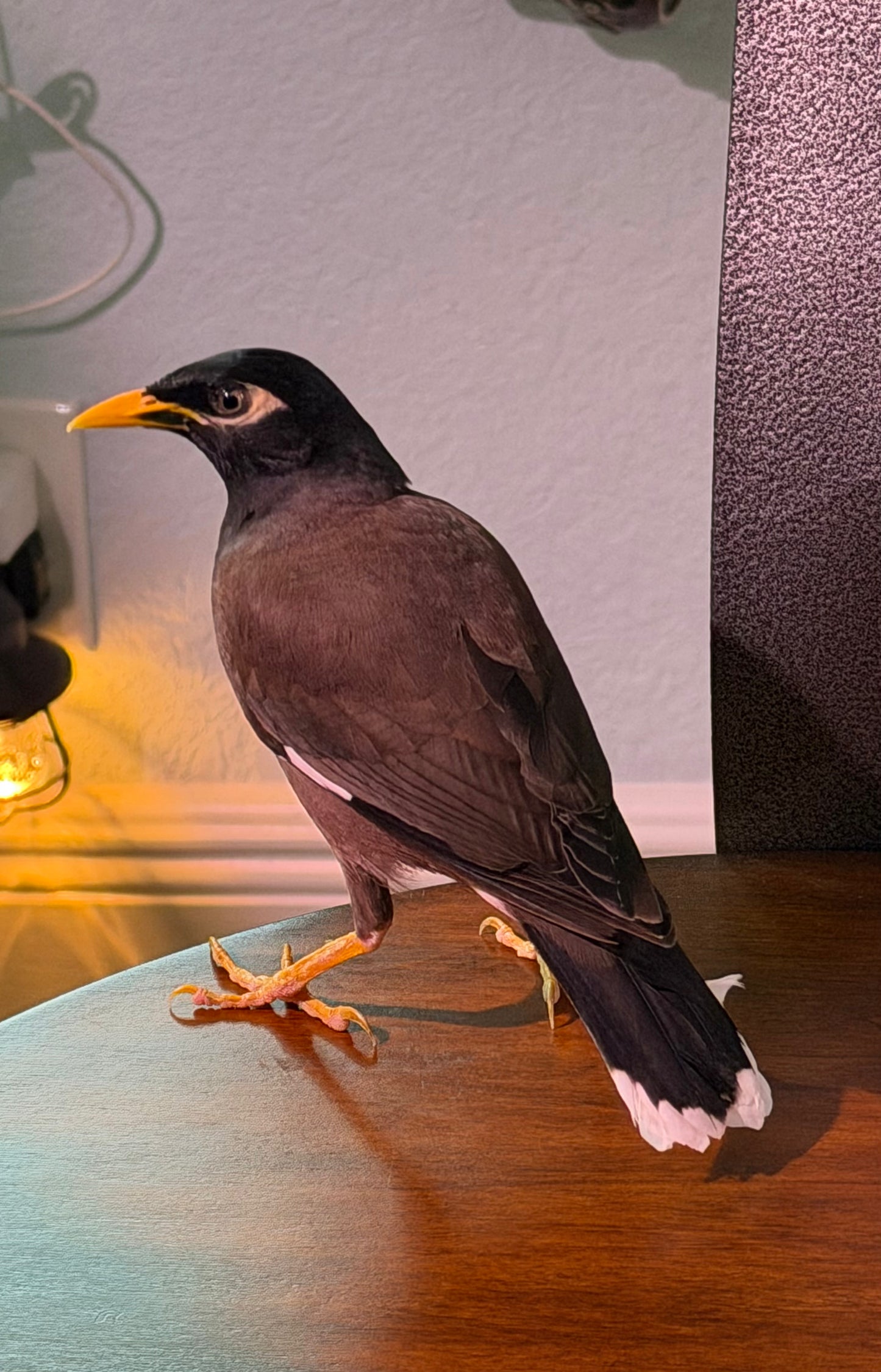 Common Mynah