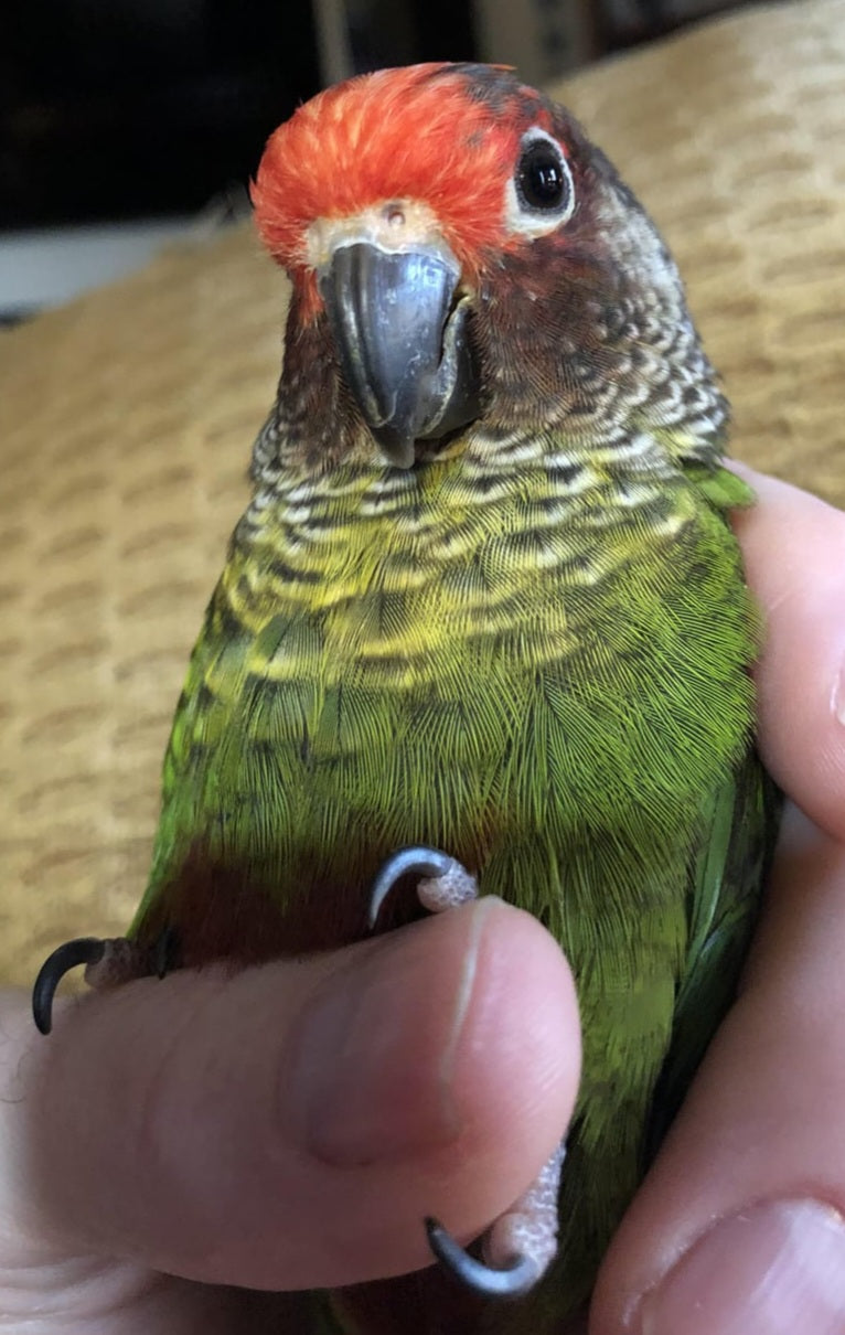Conure Rosiefrons aka rose fronted