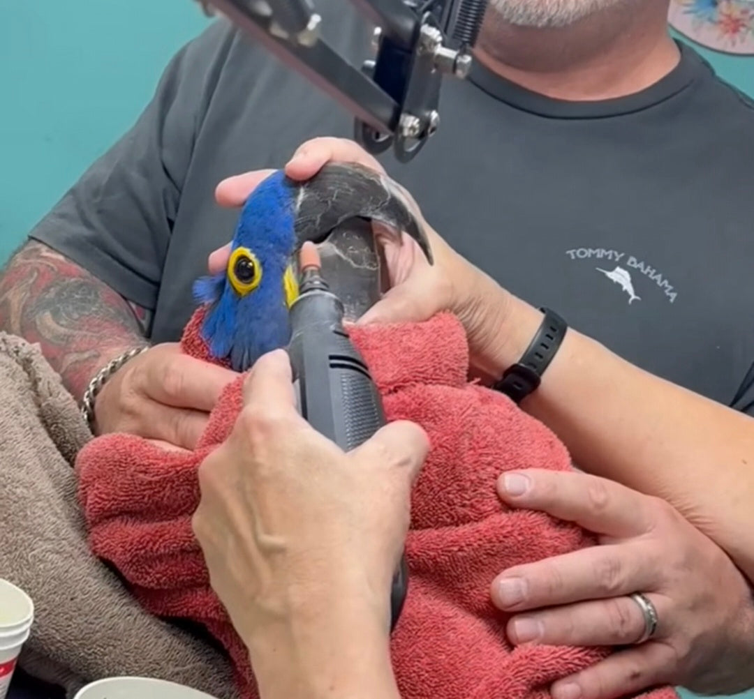 Grooming