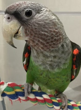 Cape Parrot