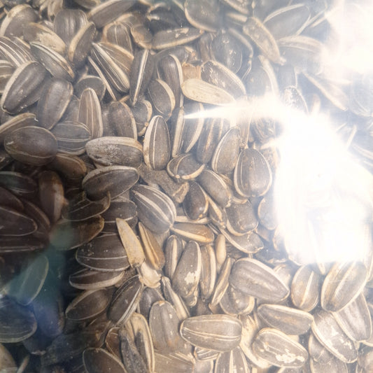 Sunflower  50lb