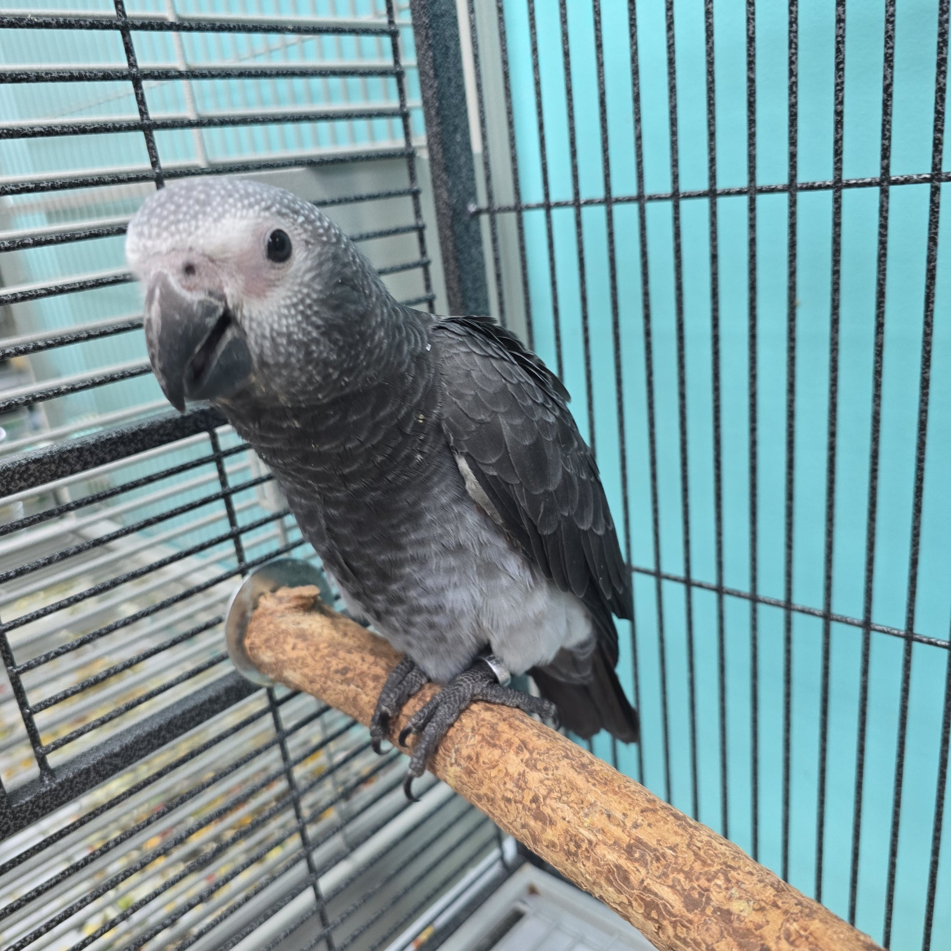 African Grey Timneh – Brenda Billy's Aviary, - Main Image