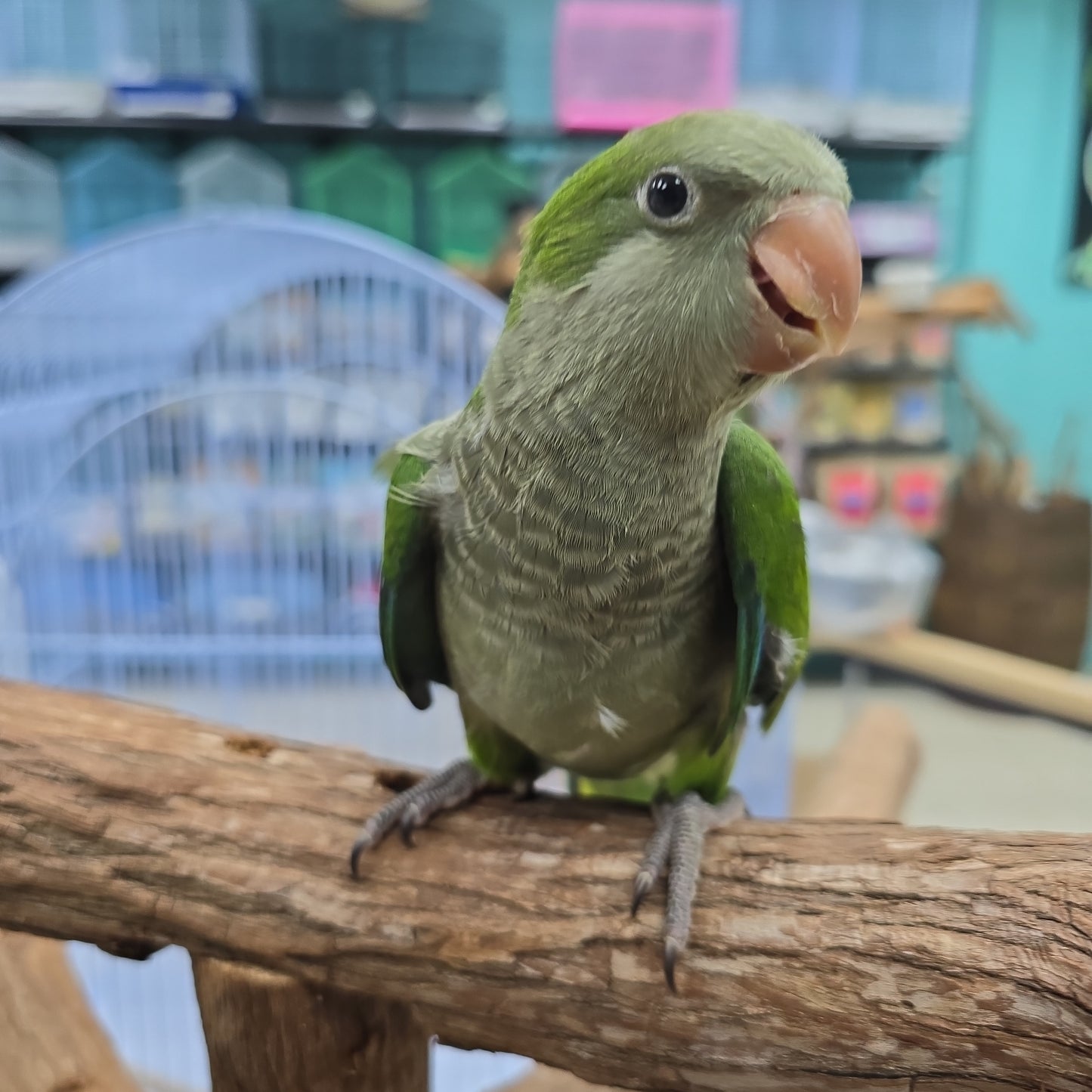 Quaker aka Monk Parrot  Green