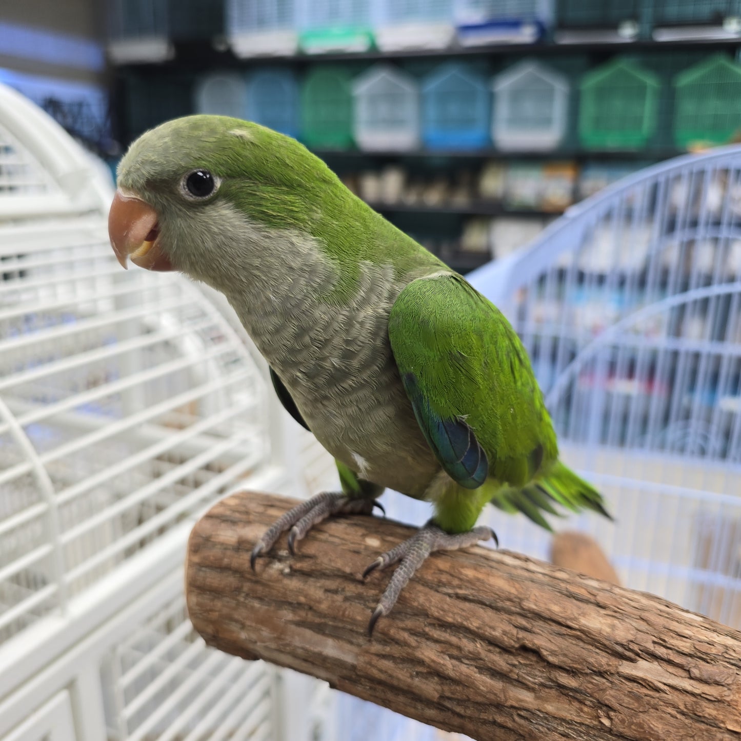 Quaker aka Monk Parrot  Green