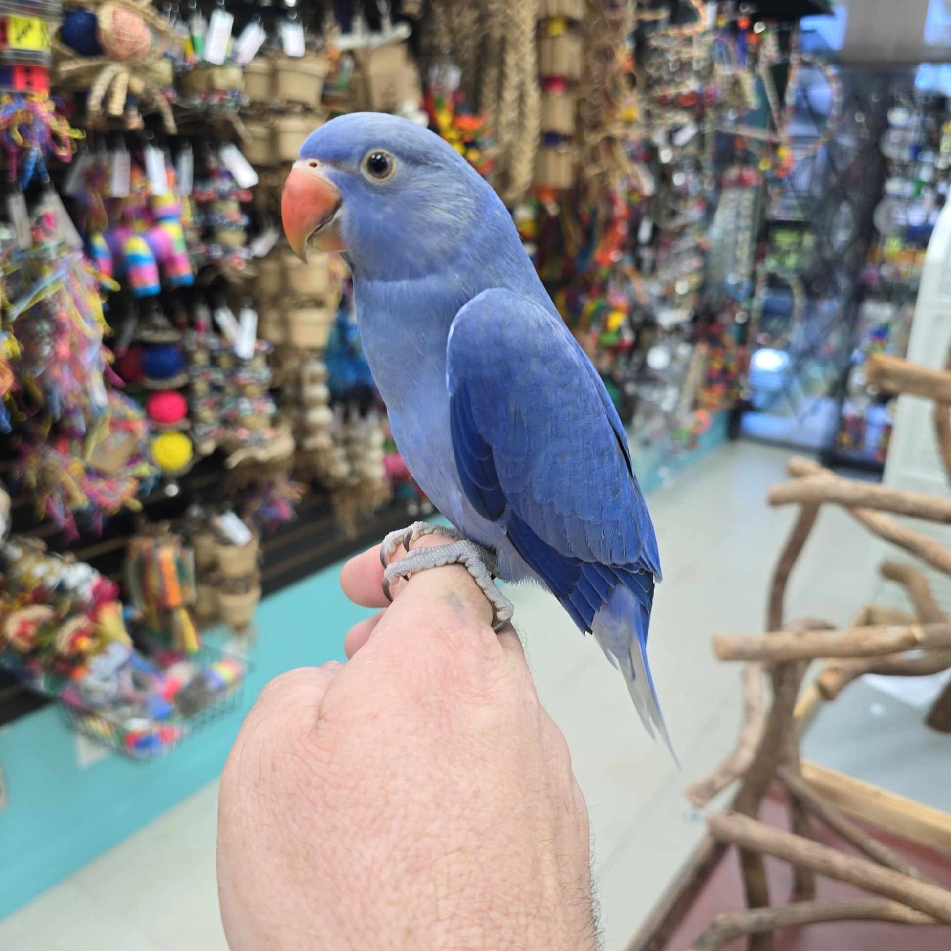Purple Indian Ringneck Parrot Violet Indian Ringneck Price, Lifespan