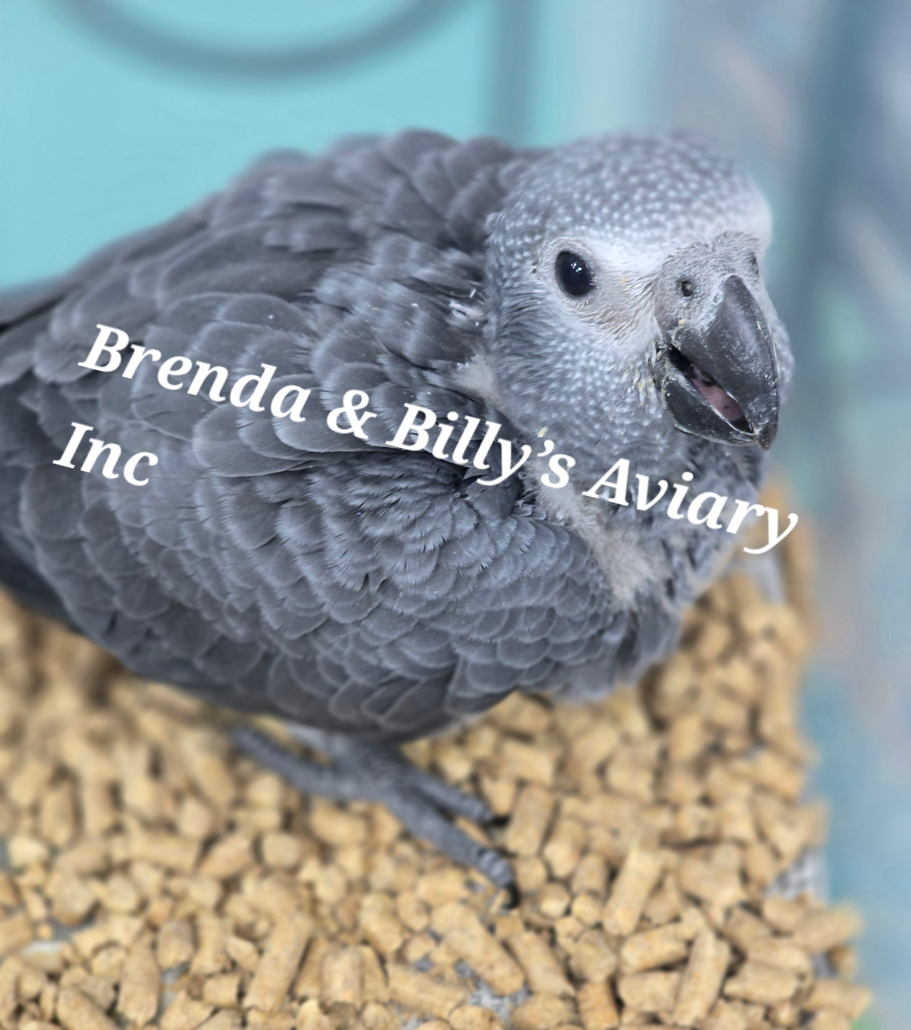Timna Parrot African Grey Timneh – Brenda & Billy's Aviary, Inc.®