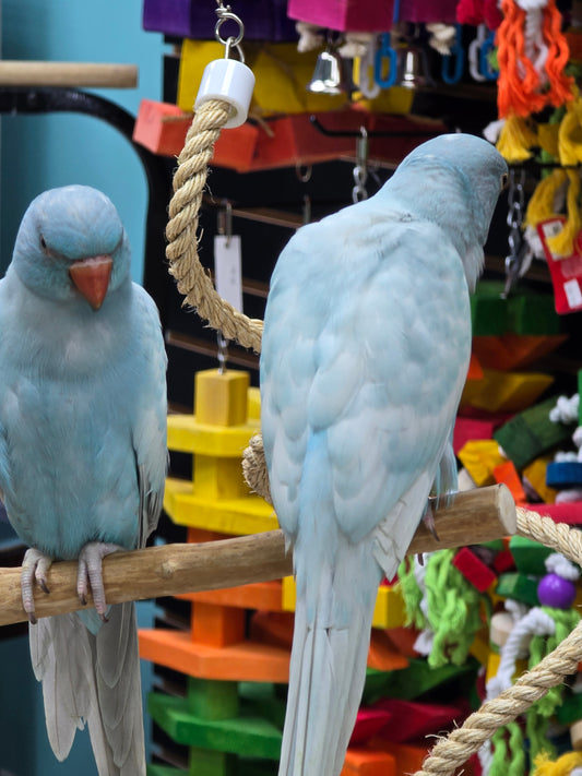 Indian Ringneck Blue Harlequin/Hillerman  aka Chatter-box parrot.