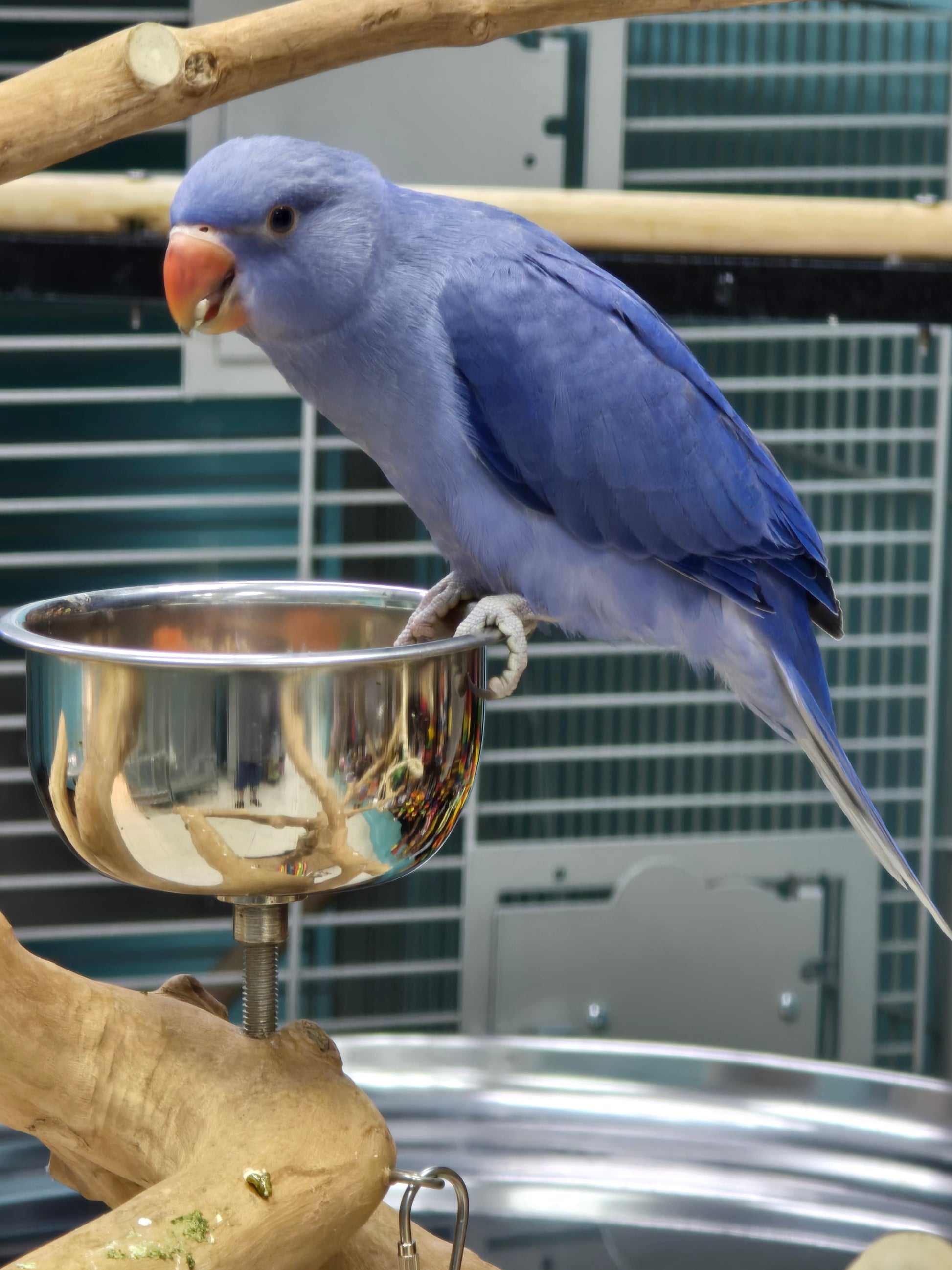 Indian Ringneck Violet aka Chatter-box parrot – Brenda & Billy's Aviary ...