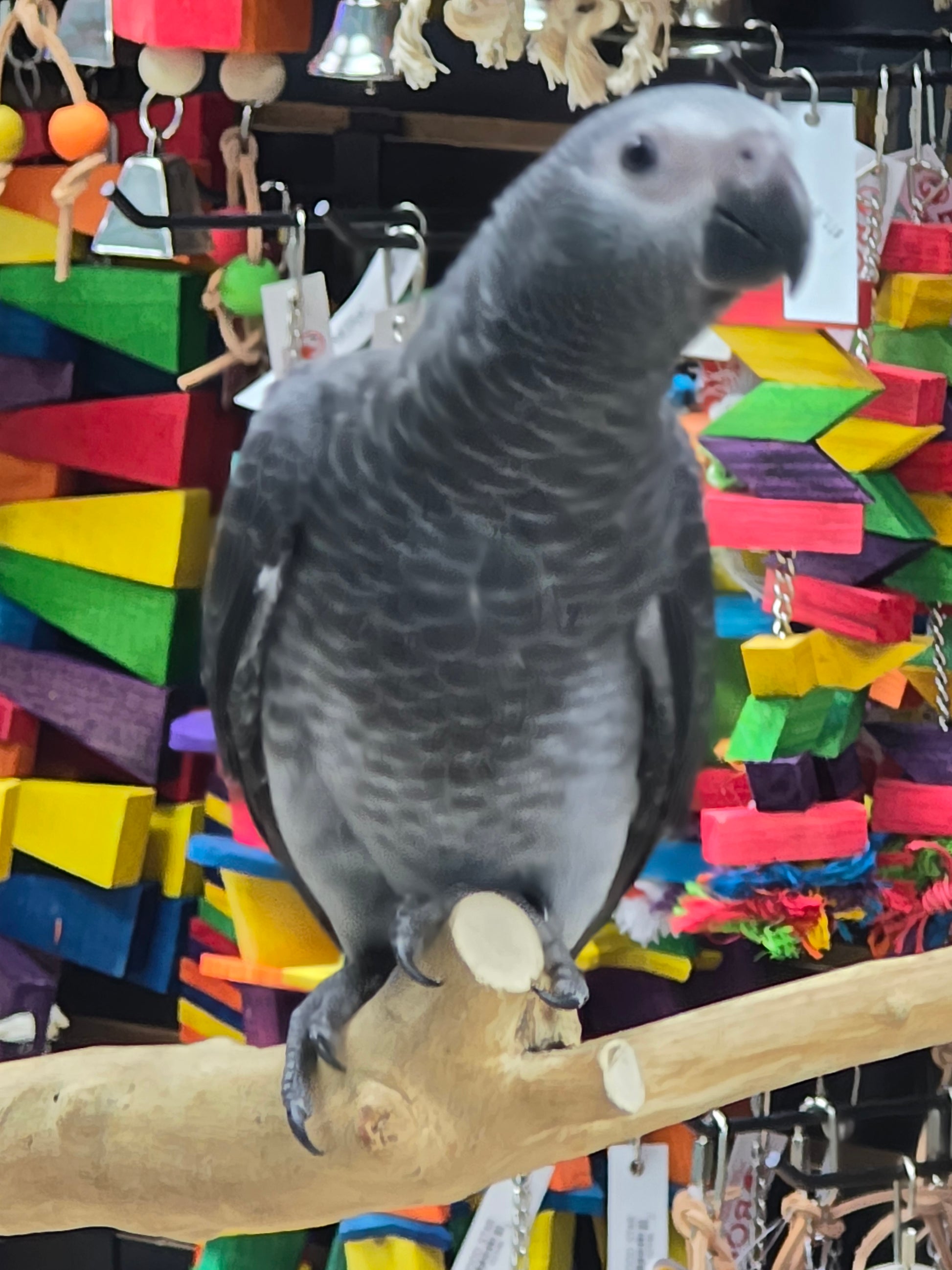 African Grey Timneh Brenda Billy s Aviary Inc african-grey-timneh-brenda-billy-s-aviary-inc
