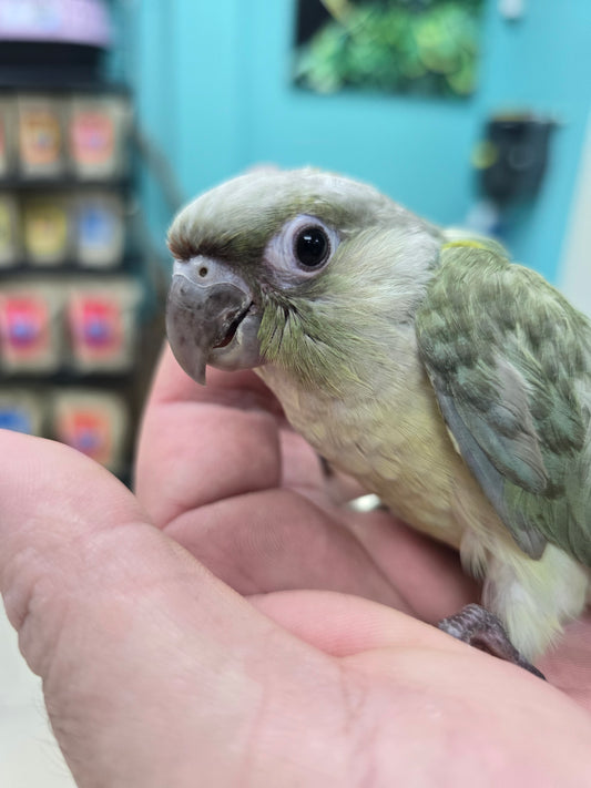 Conure Moon cheek