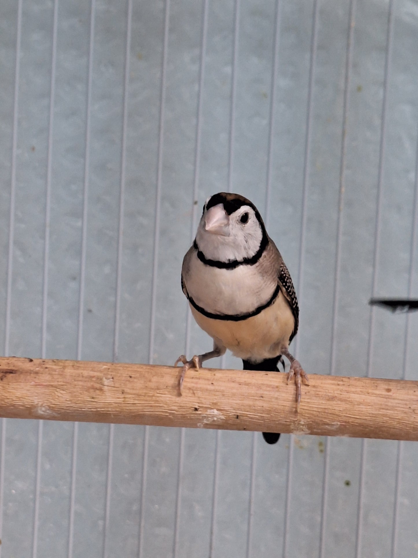 Finch Owl