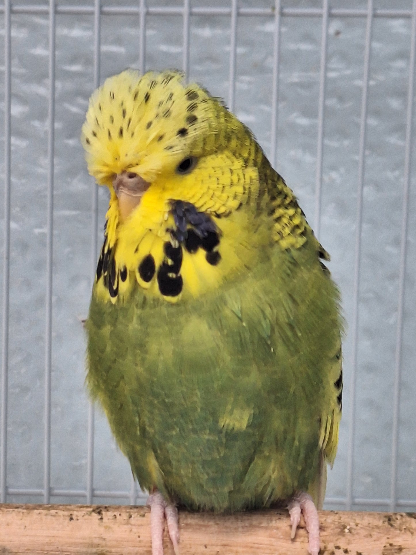 English Budgies