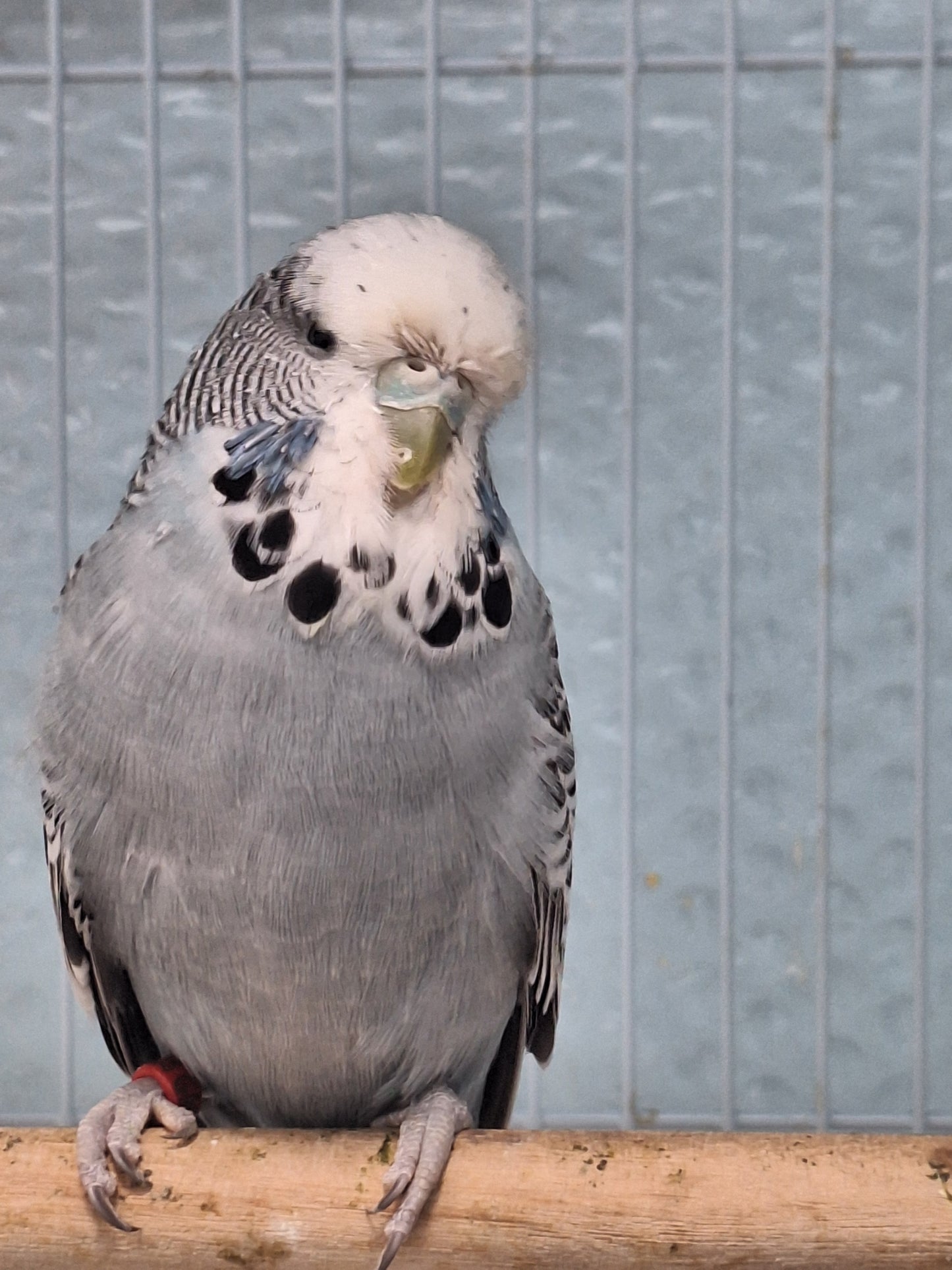 English Budgies