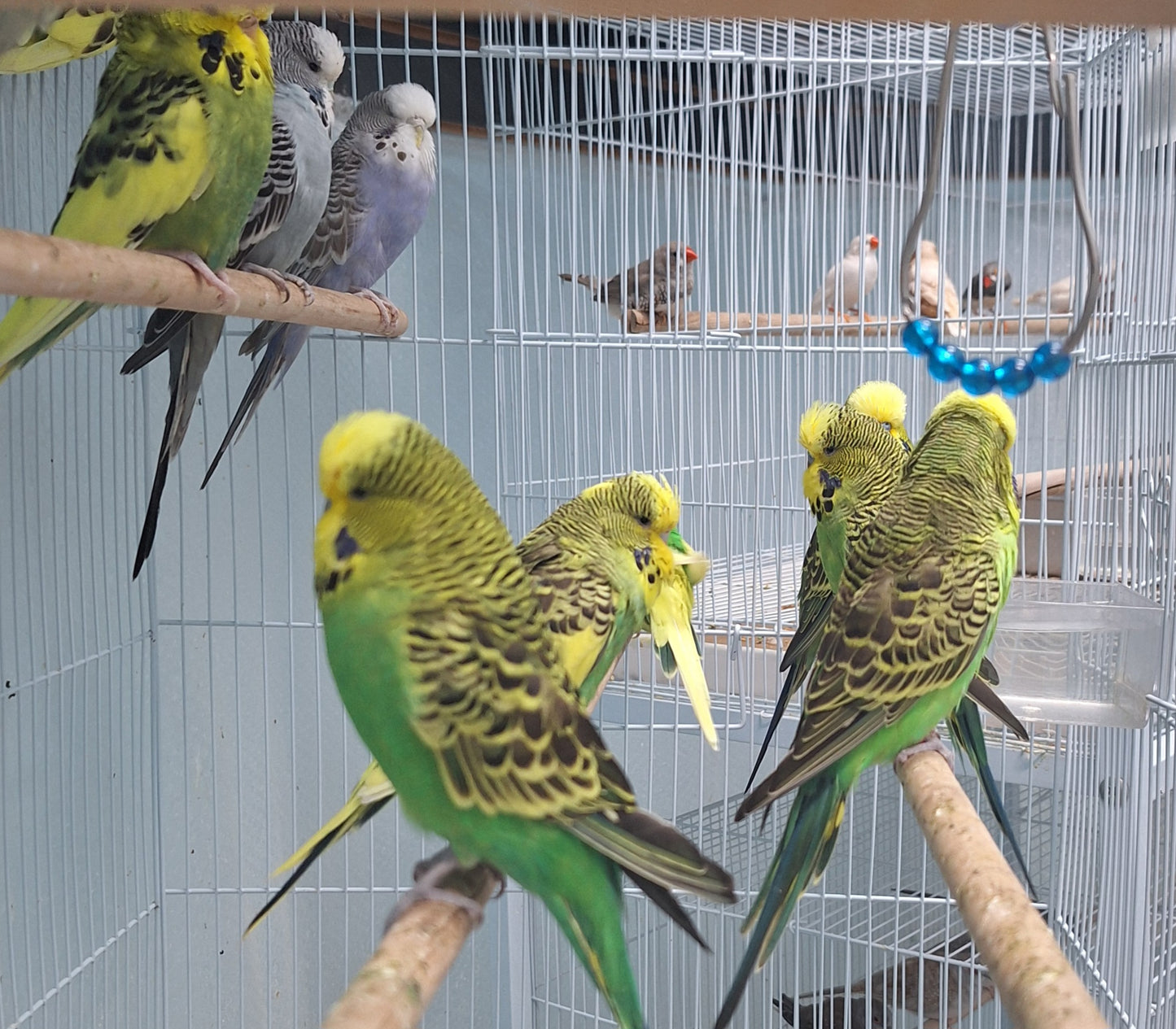 English Budgies