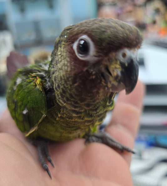 Conure Rosiefrons aka rose fronted