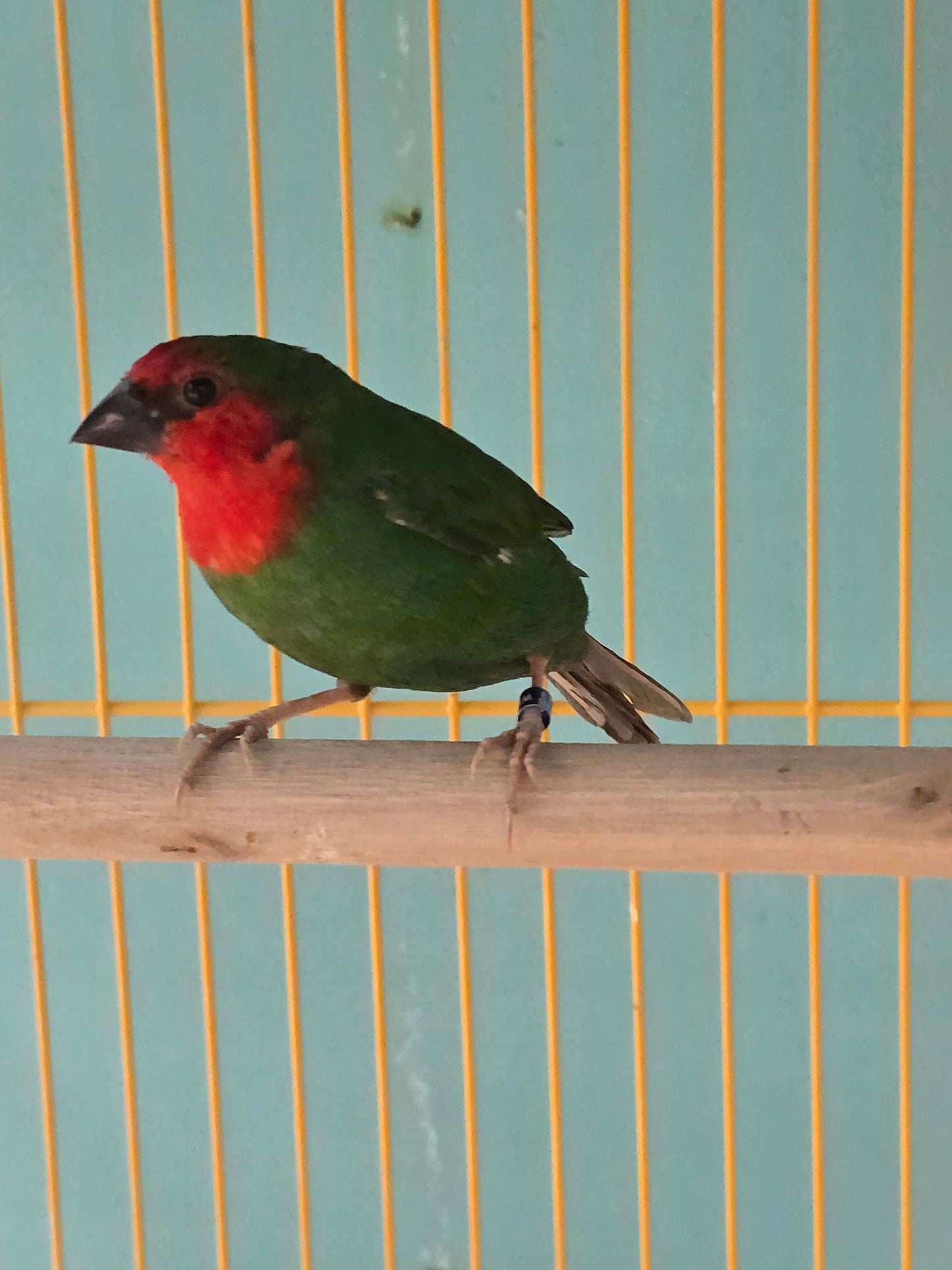 Finch Red headed parrot