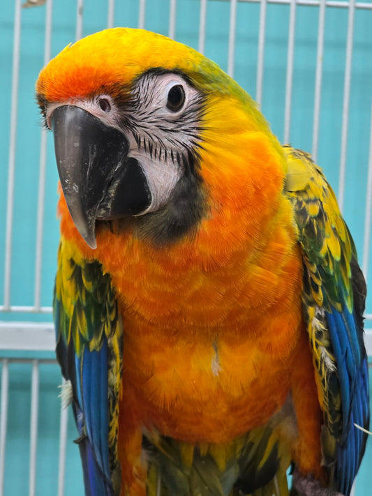 Macaw  Camelot High Yellow