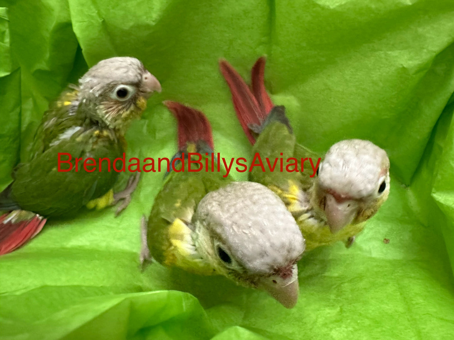 Conure Pineapple green cheek