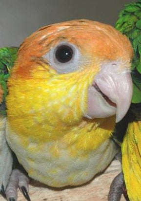 White Belly Caique