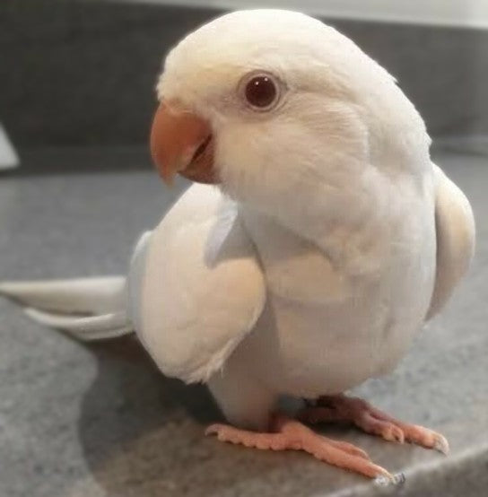 Quaker aka Monk Parakeet Albino