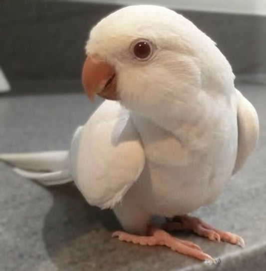 Quaker aka Monk Parakeet Albino