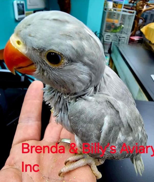 Indian Ringneck Grey aka Chatter-box parrot – Brenda & Billy's Aviary ...