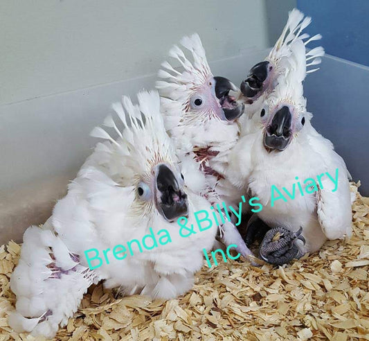 Umbrella Cockatoo