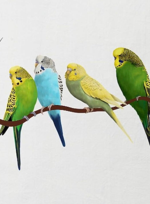 Parakeets