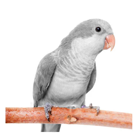 Quaker Parrot  aka Monk Parakeet dark Grey