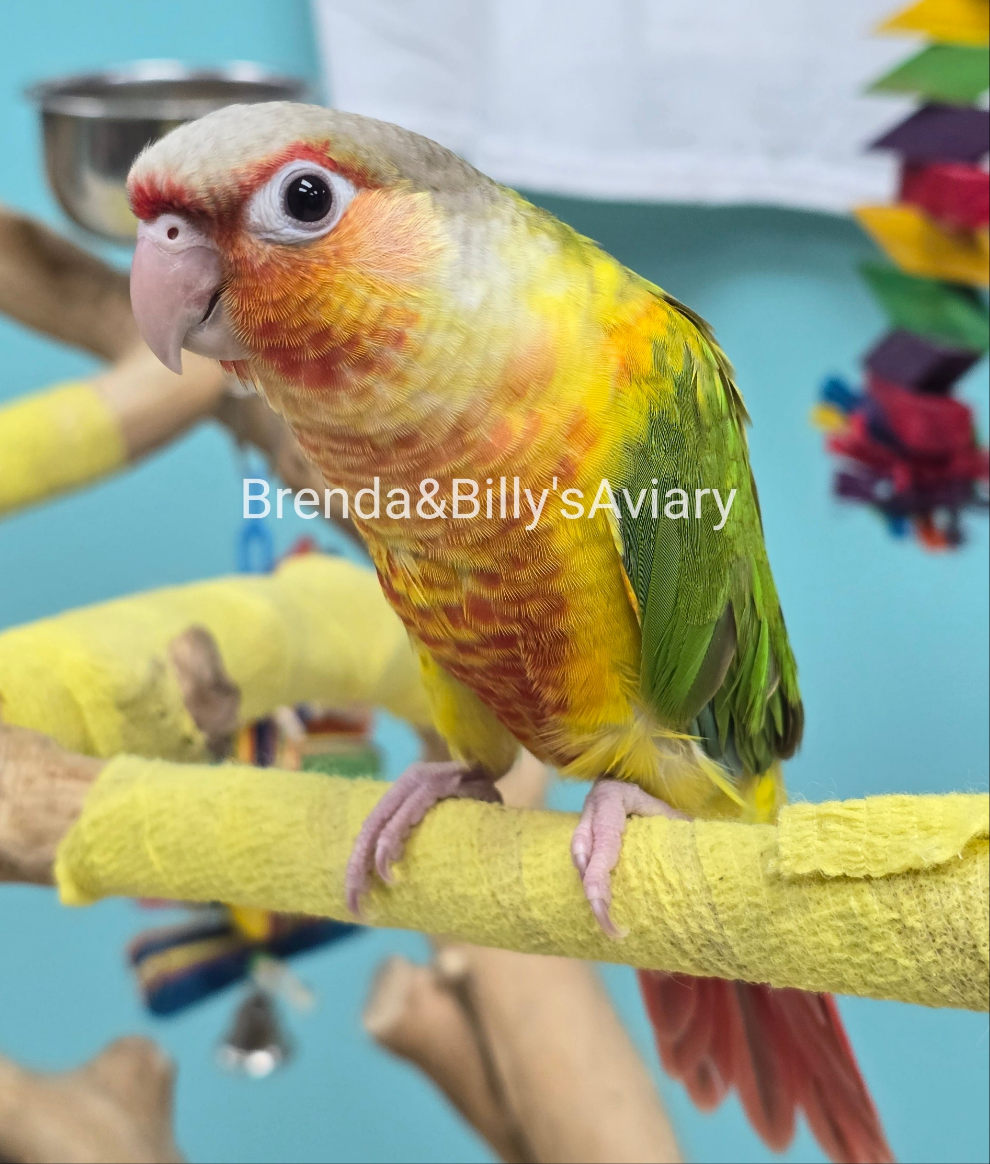 Conure Pineapple green cheek