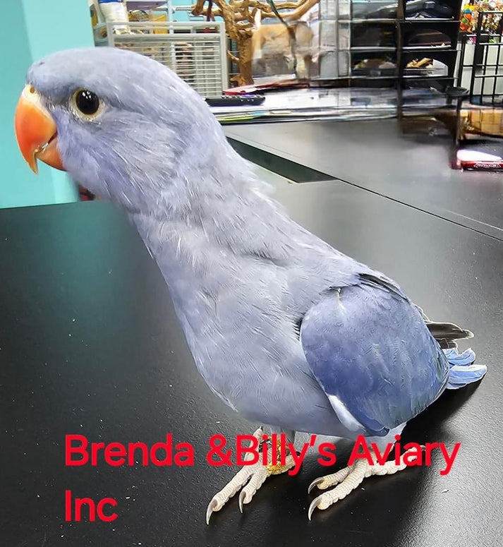 Indian Ringneck Violet aka Chatter-box parrot – Brenda & Billy's Aviary ...