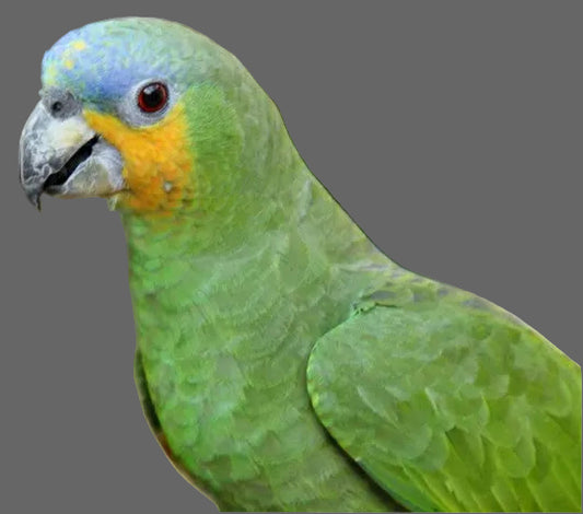 Amazon Orange-Winged