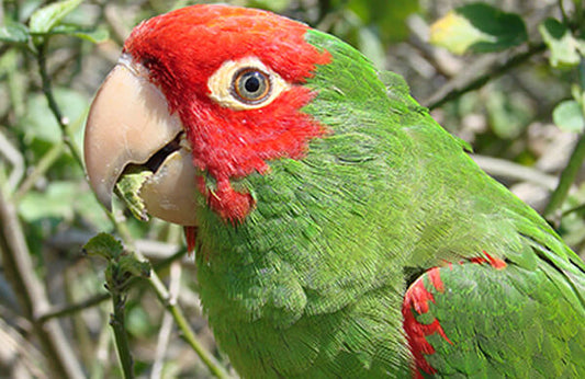 Conure Cherry Headed