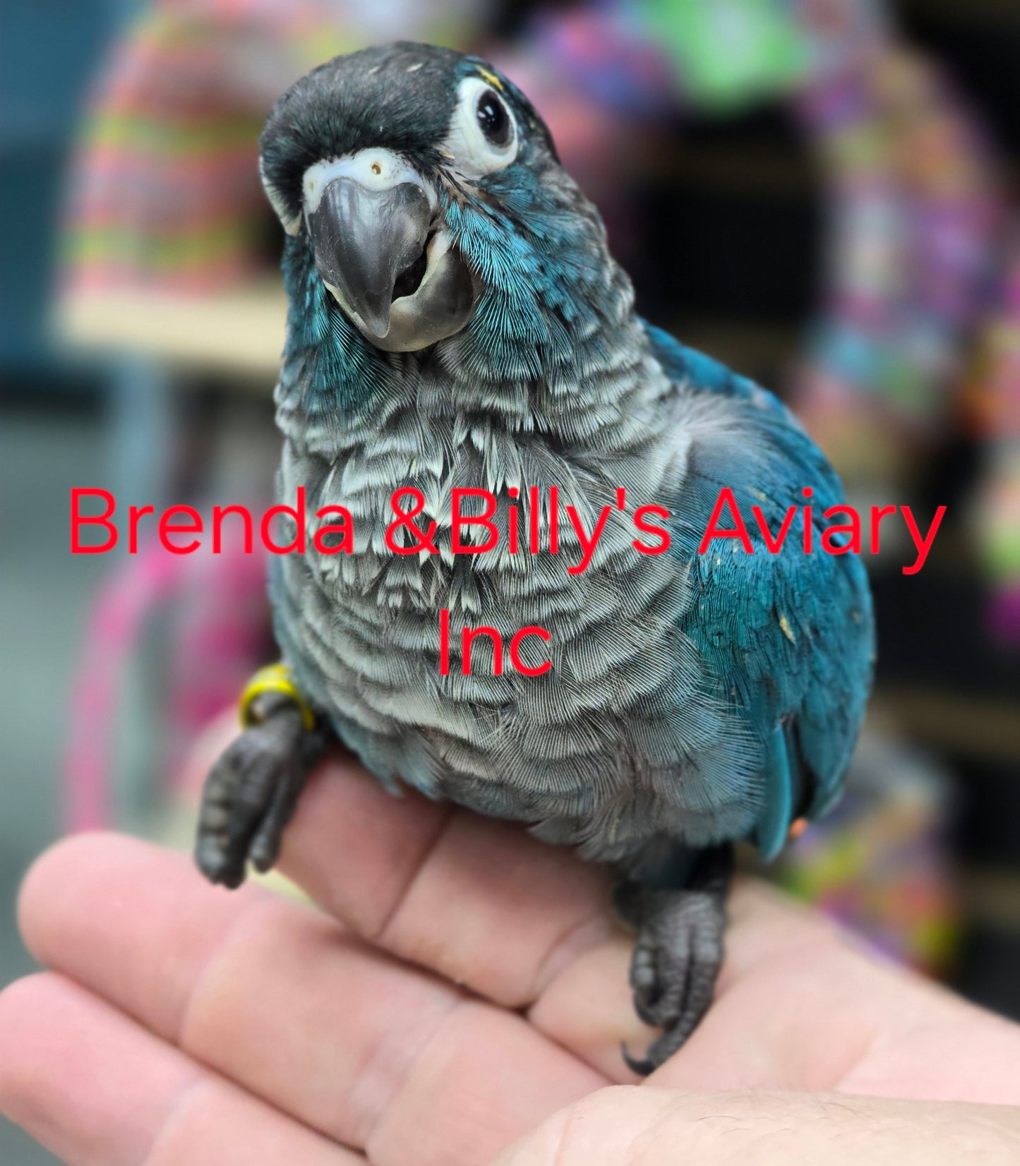 DBL Violet Green Cheek Conure