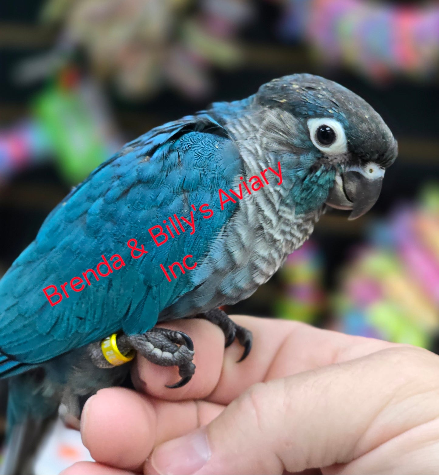 DBL Violet Green Cheek Conure